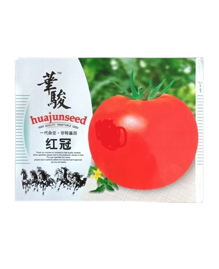 টমেটো . Tomato -F1